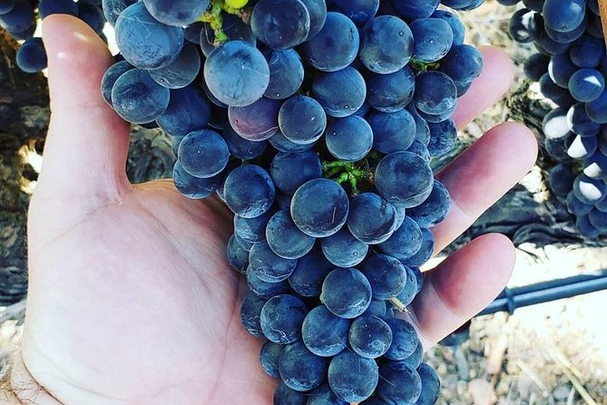 6-Hour Luxury Napa Wine Tasting Tour with Route Planning - Luxury transport options, plus the rule about the front seat