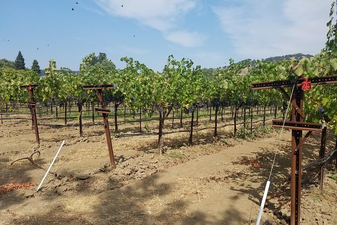 6-Hour Private Wine Tasting Tour with a Sample Stops - Limited Front Seat Due to COVID Policy