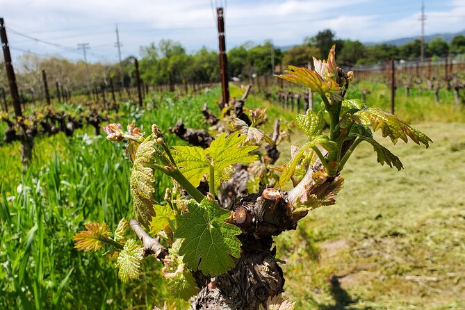 6-Hour Sparkling Wine Tour of Napa Valley - Best fit: who will enjoy a Napa sparkling tour like this