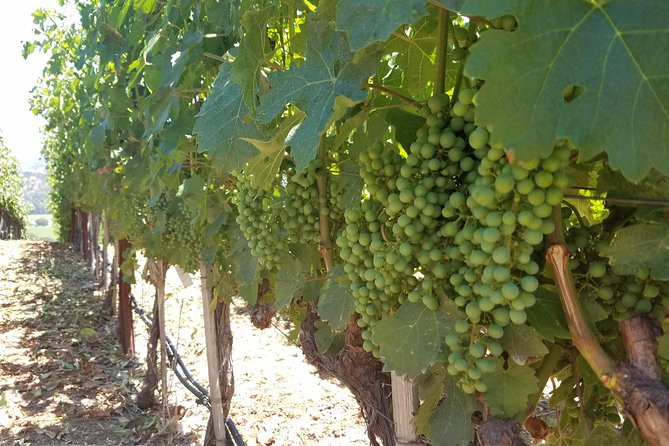 8 Hour Private Tour in Napa Valley Winery - Transport, vehicle type, and comfort you can actually feel
