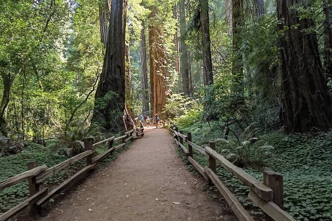 Alcatraz Plus Muir Woods and Sausalito Combo Tour - Muir Woods National Monument: 1 hour 20 minutes under the coastal sequoias