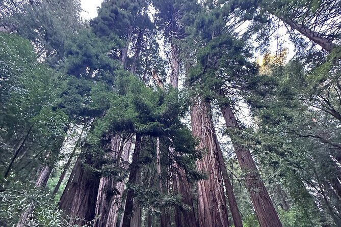 Alcatraz Plus Muir Woods and Sausalito Combo Tour - Price and value: what $170 buys you in real terms