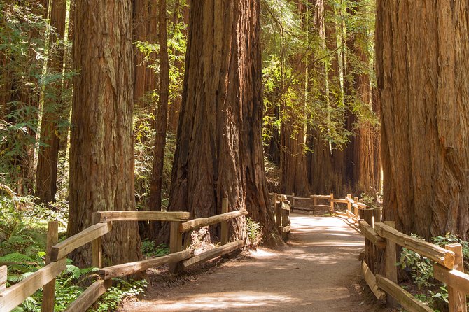 Alcatraz with Muir Woods and Sausalito Tour - Muir Woods National Monument in 1 hour 15 minutes: the realistic version