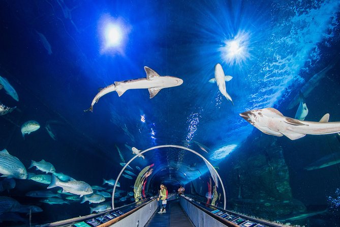 Aquarium of the Bay General Admission Ticket - Pier 39 Base Camp and Why This Ticket Works
