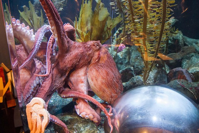 Aquarium of the Bay General Admission Ticket - Under the Bay: The 300-Foot Tunnel Experience
