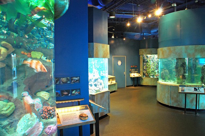 Aquarium of the Bay General Admission Ticket - Live Animal Moments: Divers, Feeding, and Tank Care