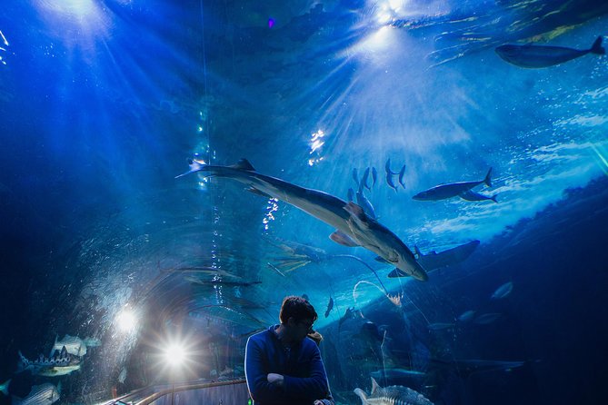Aquarium of the Bay General Admission Ticket - Location, Timing, and How to Pair It With Pier 39
