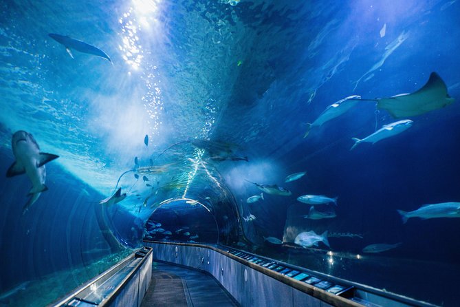 Aquarium of the Bay General Admission Ticket - Ticket Value: What $28.25 Really Buys