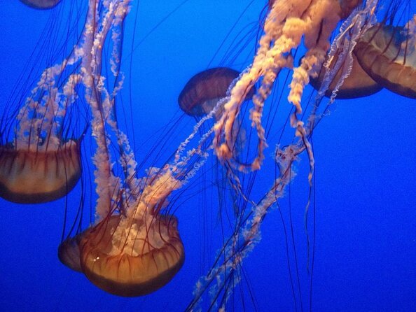 Aquarium of the Bay VIP Experience - Quick hits before you book