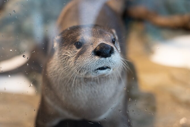 Aquarium of the Bay VIP Experience - Habitat preparation and what you will see (and what you might not)