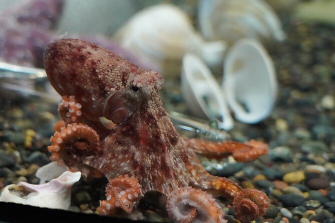 Aquarium of the Bay VIP Experience - Who this VIP experience is best for