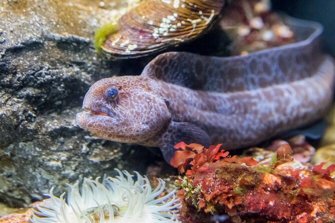 Aquarium of the Bay VIP Experience - What the VIP tour adds to your aquarium ticket
