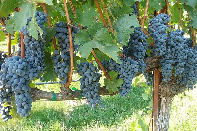Best Private Wine Tours of Napa Valley-Sonoma for up to 8 people - Price, value, and the add-ons you should plan for