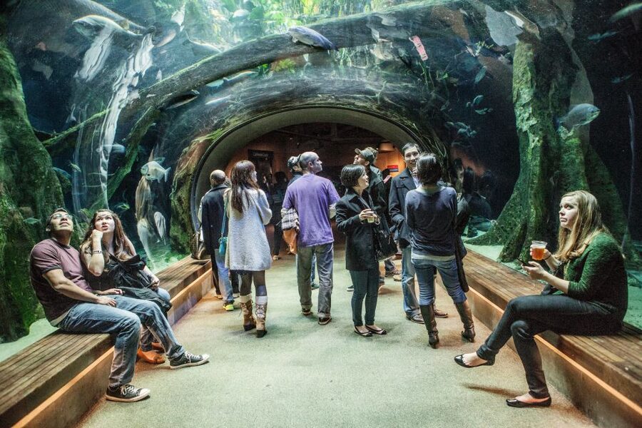 California Academy of Sciences Thursday NightLife Admission - Planetarium shows in a 75-foot room: how the $5 passes work