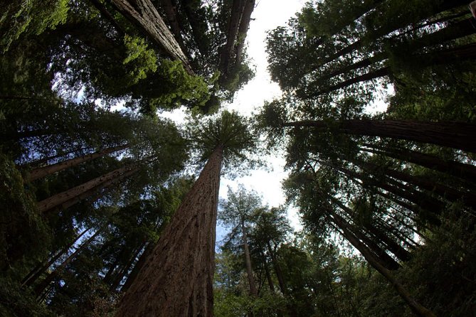 Combo Tour: Muir Woods, Sausalito and Sonoma Wine Country Tour - Marin County drive time: views from Richardson Bay to Mount Tamalpais