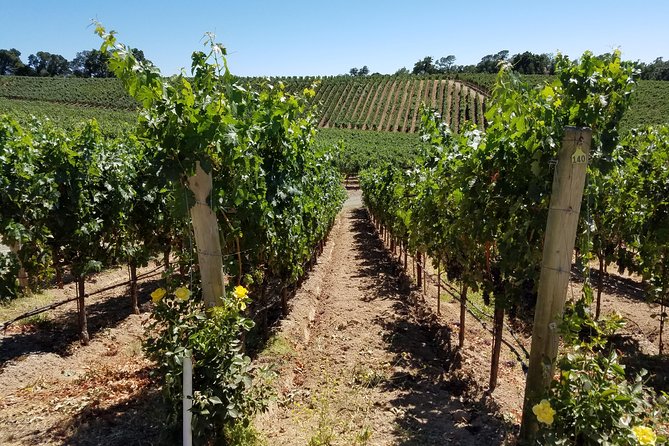 Custom 8-Hour Napa Valley Wine Tour in a Luxury Vehicle - What to bring and how to get the most out of your tasting day