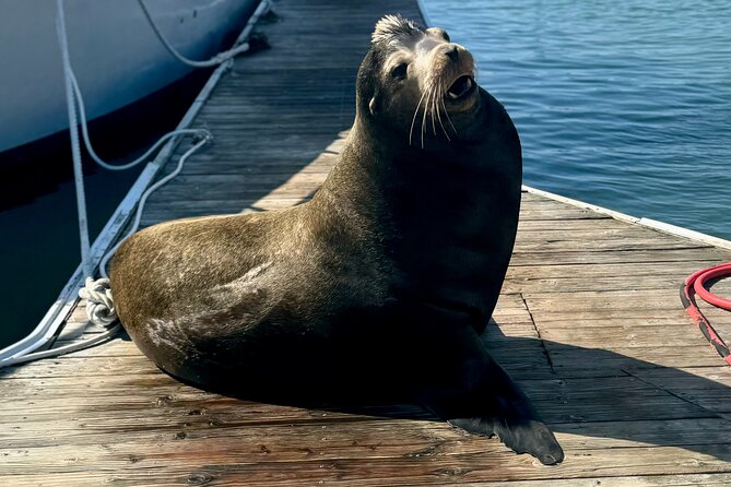 Fisherman’s Wharf & Pier 39 Food Tour - Includes Full Meal, 3 hrs - Pier 39 sea lions: watching the action while you wind down