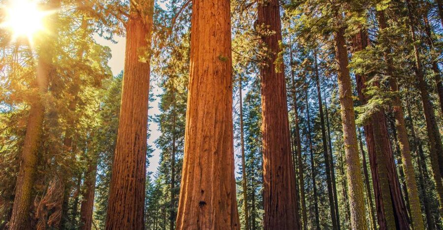 From San Francisco: Guided Muir Woods Excursion - Key Things That Make This Tour Worth a Slot