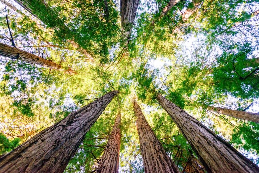From San Francisco: Guided Muir Woods Excursion - Tips I’d Use to Make This Day Feel Relaxed