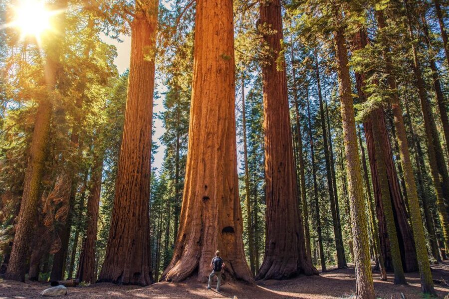From San Francisco: Guided Muir Woods Excursion - The Muir Woods Walk: 90 Minutes, Flat Paths, and Realistic Expectations