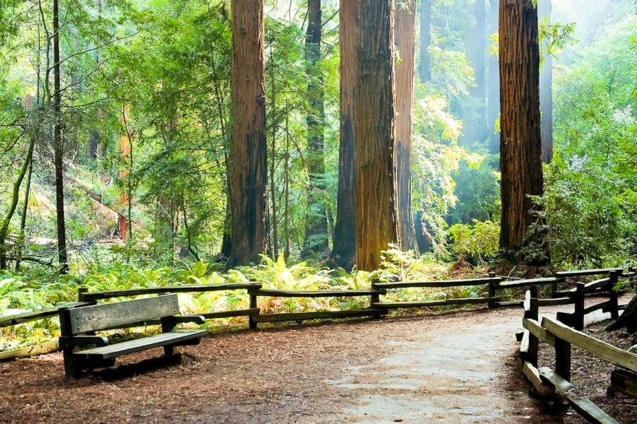 From San Francisco: Guided Muir Woods Excursion - Sausalito in 45 Minutes: Waterfront Eats Without the Stress