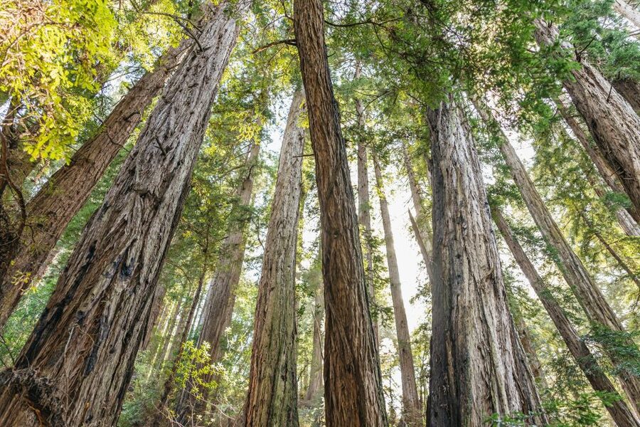 From San Francisco: Guided Muir Woods Tour - Key highlights to know before you go