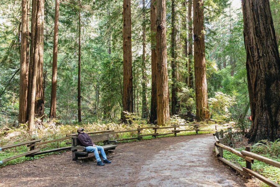 From San Francisco: Guided Muir Woods Tour - What to look for during your walk (and how to plan your route)