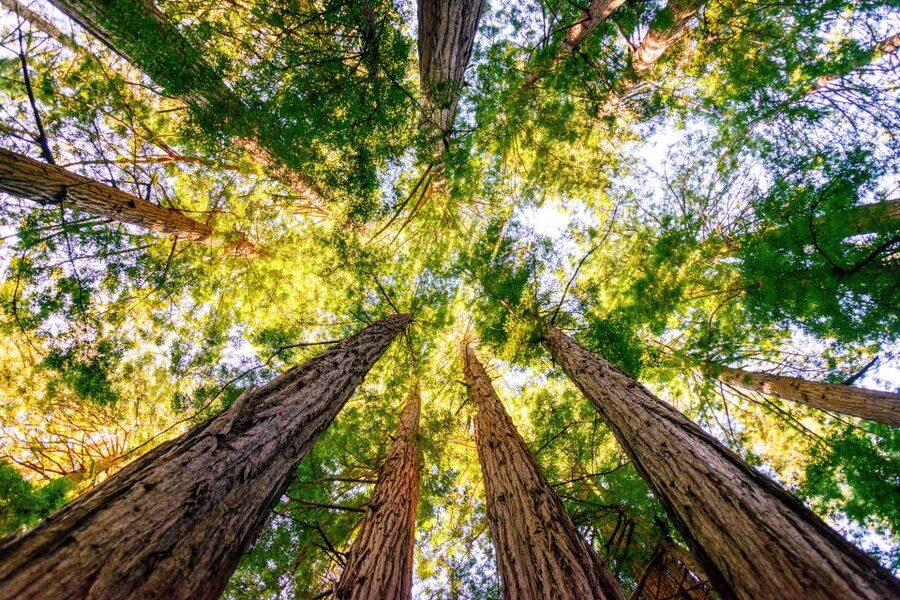 From San Francisco: Guided Muir Woods Tour - Price and value: is $84 reasonable for this day?