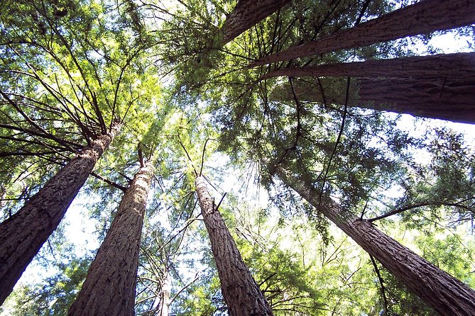 From San Francisco: Guided Tour to Muir Woods and Sausalito - Price and value: why $99 can work for the right traveler