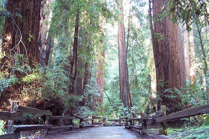 From San Francisco: Guided Tour to Muir Woods and Sausalito - Muir Woods National Monument: your 1.5-hour walk under 260-foot trees