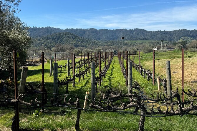 From San Francisco: Half-Day Wine Aficionado Tour with Tastings - San Francisco to Wine Country in One Day, Without Trying to Do Everything