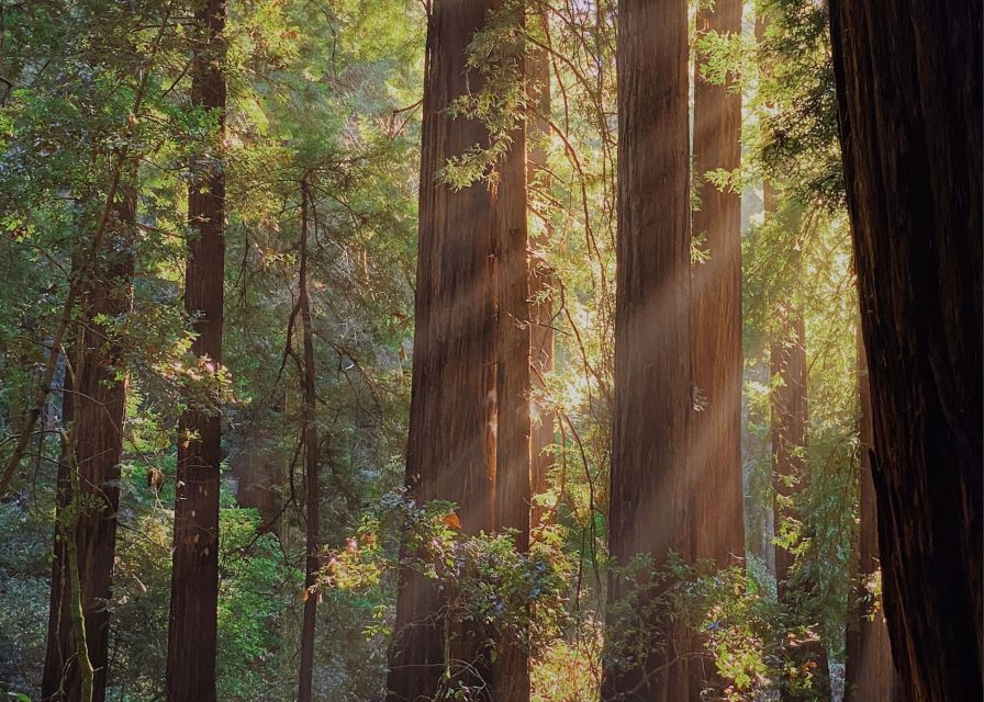 From San Francisco: Muir Woods & 3 Wineries in Napa & Sonoma - Price and value: what you are paying for at $199