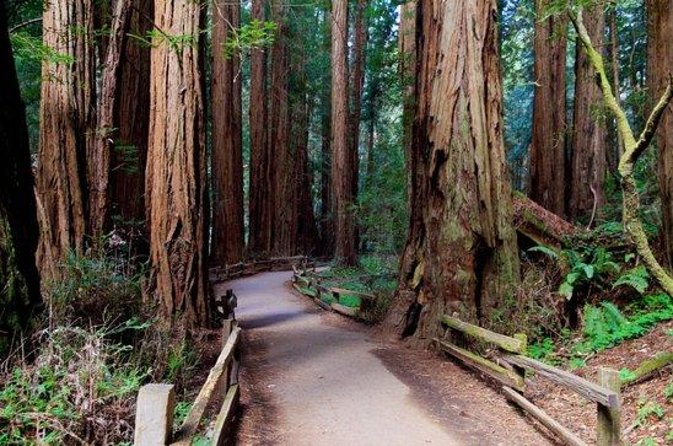 From San Francisco: Muir Woods Tour and Hop-on Hop-off City Tour - Inside Muir Woods: 1.5 Hours That Actually Feels Like a Visit