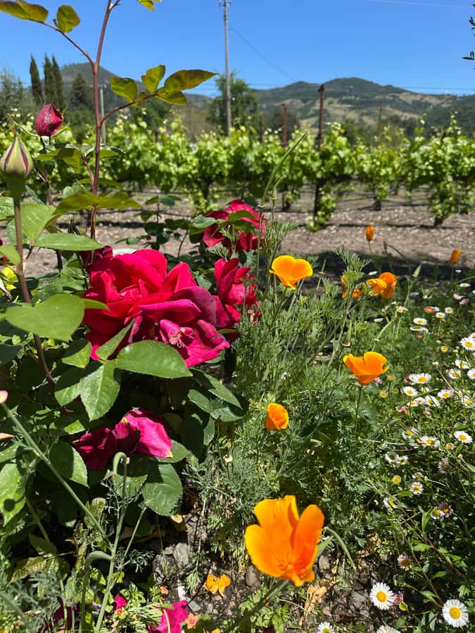 From San Francisco: Napa Valley & Sonoma Private Wine Tour - Price and logistics: what you should budget for