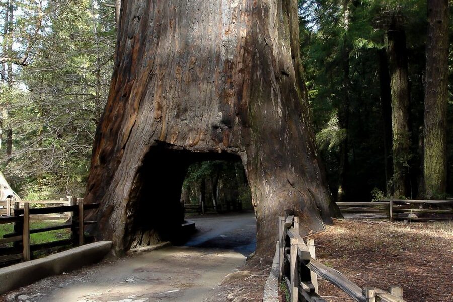 From San Francisco: Yosemite Private Full-Day Trip - Private Yosemite Day With Freedom, Not a Bus Chore