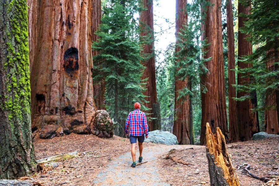 From San Francisco: Yosemite & Tahoe Sierras 4-Day Trip - Giant Sequoias and Tioga Pass: Tenaya Lake and Tuolumne Meadows