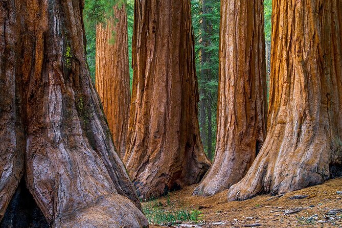 Giant Redwoods Tour Including a 5-Course Winery Lunch - Armstrong Redwoods State Natural Reserve walk: when the morning feels quiet