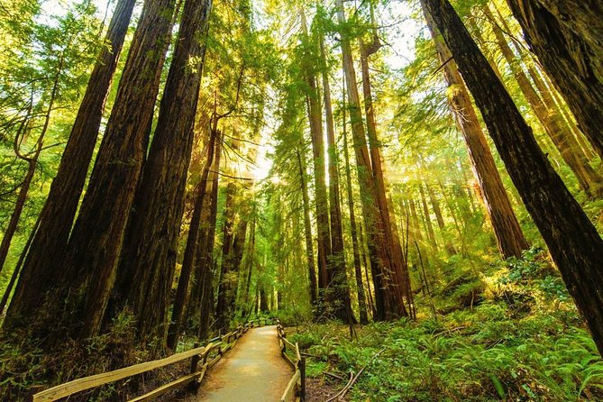 Golden Gate Bridge Muir Woods Sausalito with Optional Alcatraz - Price and what you are really getting for $119