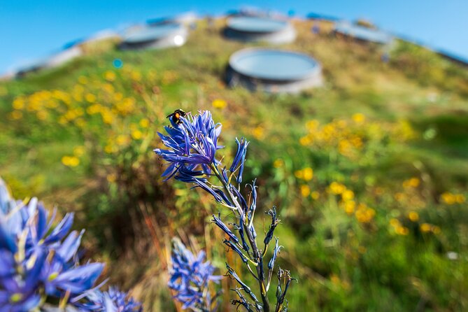 Golden Gate Park Tour With California Academy of Sciences Ticket - California Academy of Sciences Ticket: Aquarium, Rainforest, Planetarium, and More