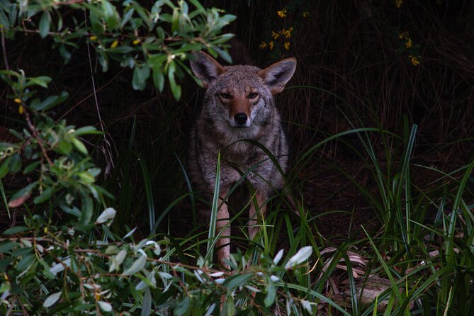 Golden Gate Park Twilight Wildlife Walking Tour - Key highlights you should care about
