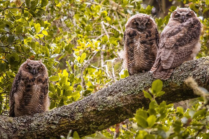 Golden Gate Park Twilight Wildlife Walking Tour - Stop in Golden Gate Park, why the location is so effective