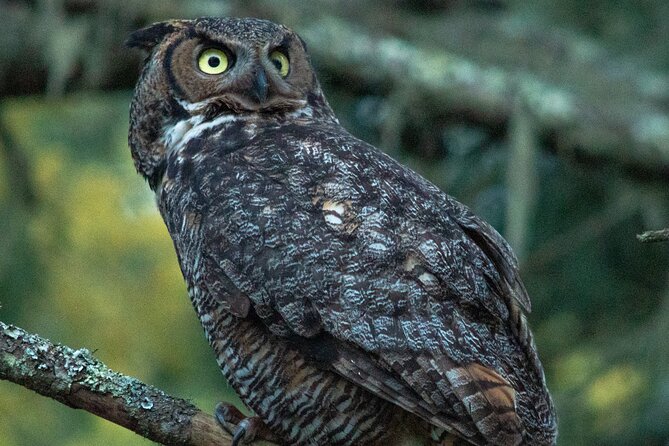 Golden Gate Park Twilight Wildlife Walking Tour - Wildlife chances: owls, coyotes, and the art of reading animal behavior