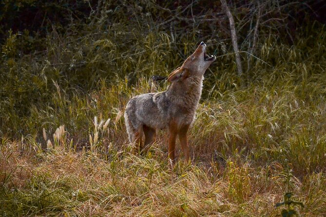 Golden Gate Park Twilight Wildlife Walking Tour - Price and value, is $40 worth your evening?