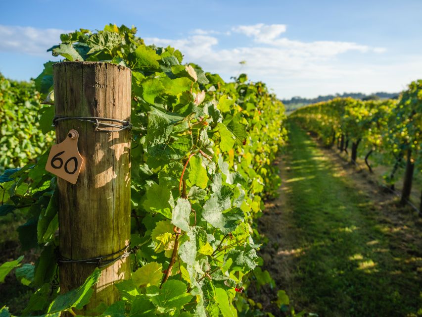 Guided Private Wine Tour to Napa and Sonoma Wine Country - Sonoma Plaza lunch and a second tasting chapter