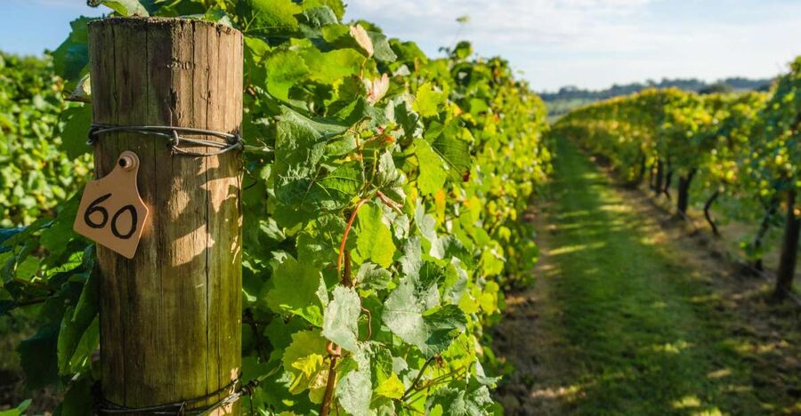 Guided Private Wine Tour to Napa and Sonoma Wine Country - Wine country tips that help your day feel effortless