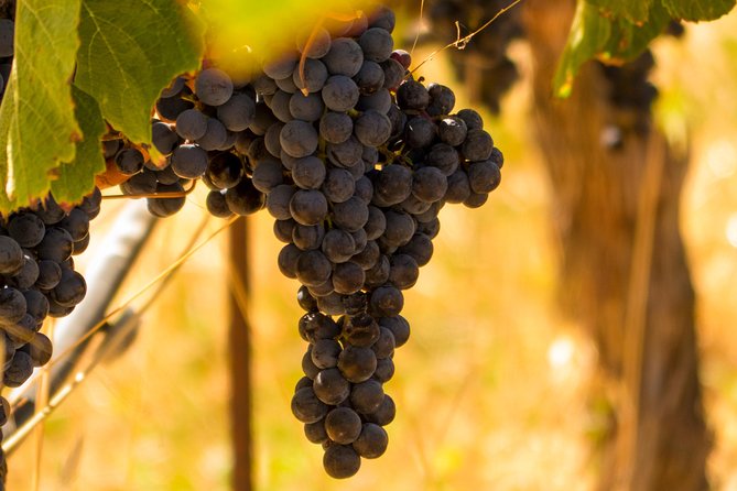 Half-Day Wine Country Tour from San Francisco - Napa Valley in a half-day schedule: two hours of tasting time