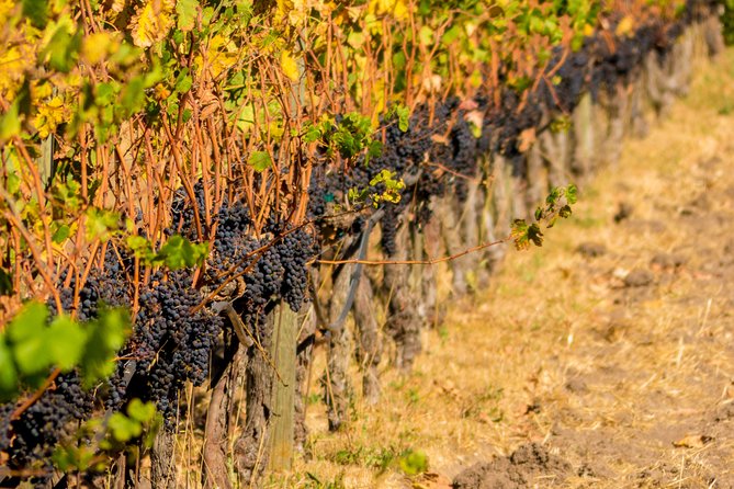 Half-Day Wine Country Tour from San Francisco - Two wineries for $129.99: is this good value?