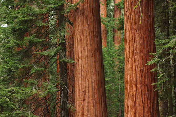 Mix & Save: Muir Woods and Sausalito + Escape From the Rock Cruise - Sausalito in a single hour, and how to use it well