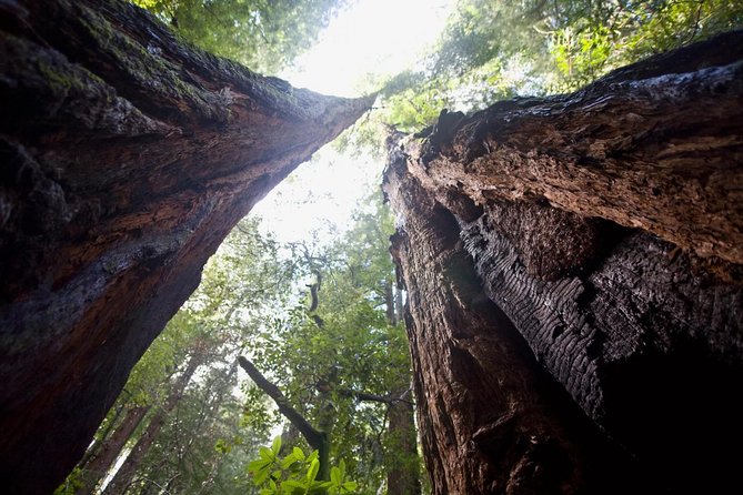 Mix & Save: Muir Woods and Sausalito + Escape From the Rock Cruise - Best fit: who this tour suits best