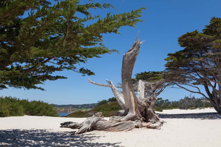 Monterey, Carmel, 17 Mile Dr, Big Sur & Mcway Falls Pvt Tour - Quick Reasons This Tour Works